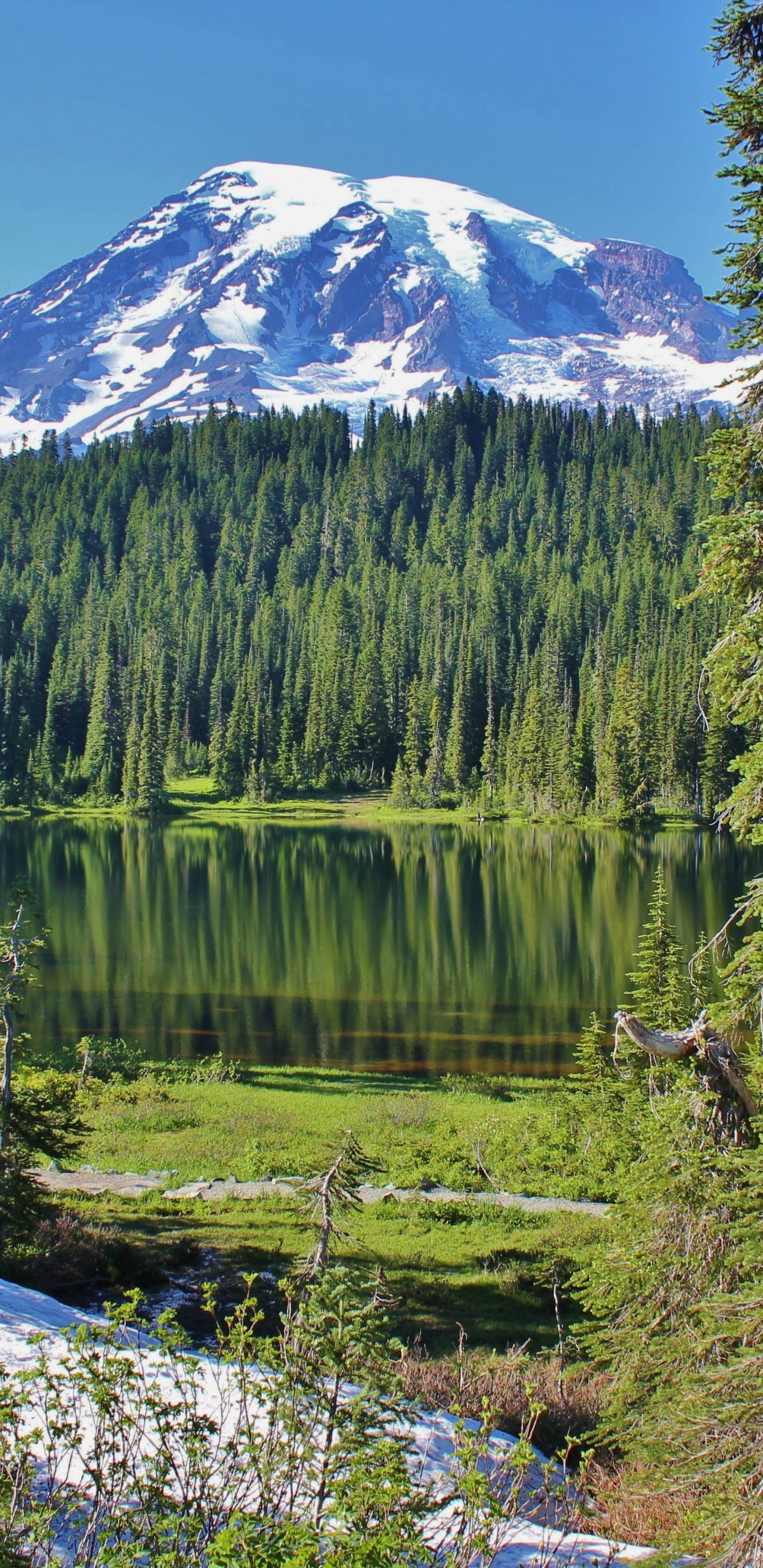 荒野, 性质, 森林, 生态系统, 塔恩 壁纸 1440x2960 允许