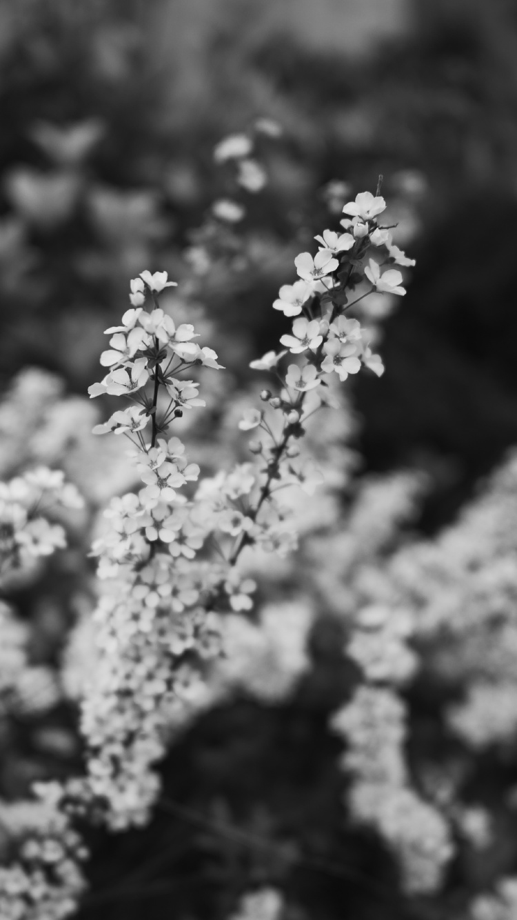 Printemps, Noir et Blanc, White, Monochrome, Cerisier. Wallpaper in 750x1334 Resolution