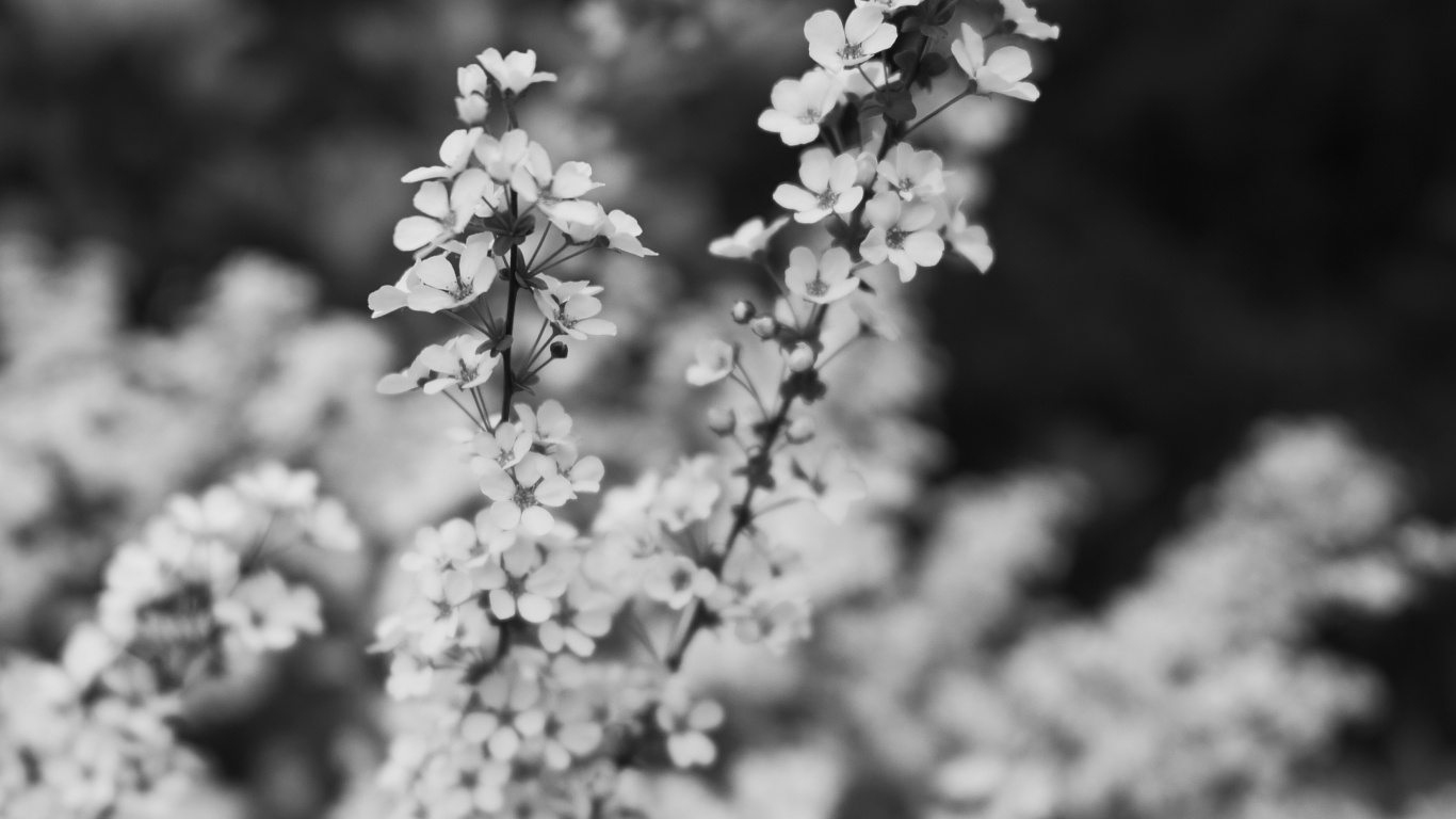 Spring, Flower, Black and White, White, Monochrome. Wallpaper in 1366x768 Resolution