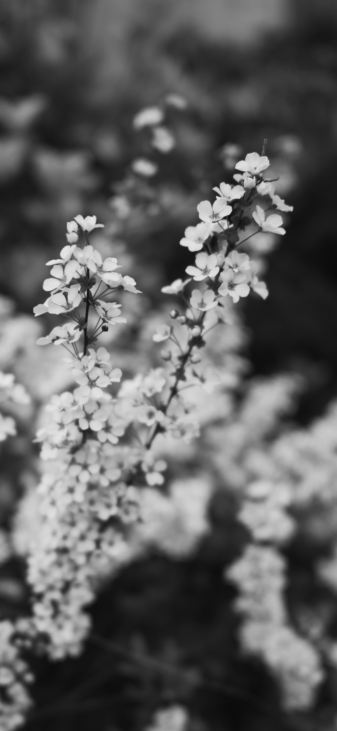 弹簧, 黑色和白色的, 白色, 樱花, 开花 壁纸 1125x2436 允许