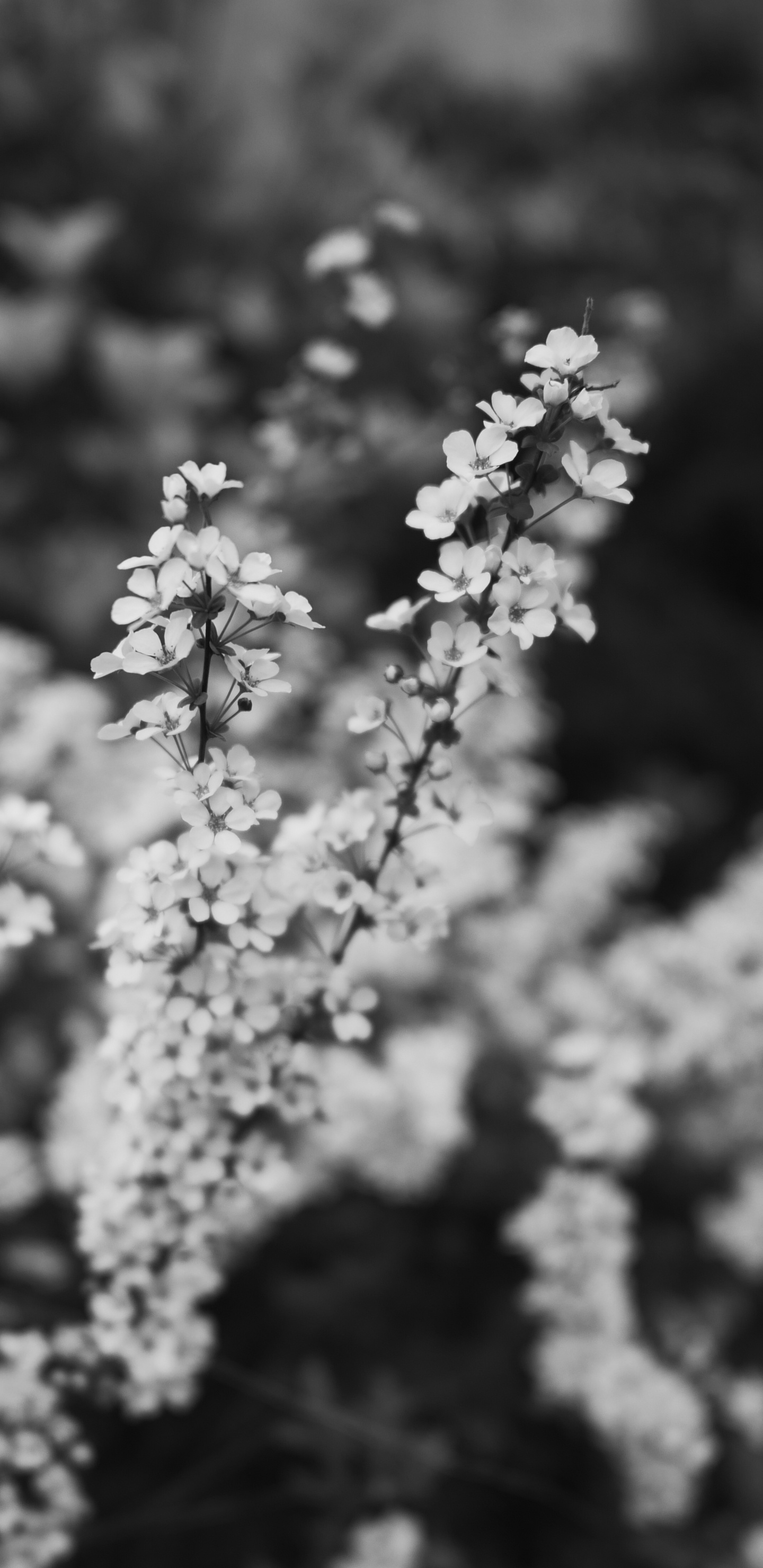 弹簧, 黑色和白色的, 白色, 樱花, 开花 壁纸 1440x2960 允许