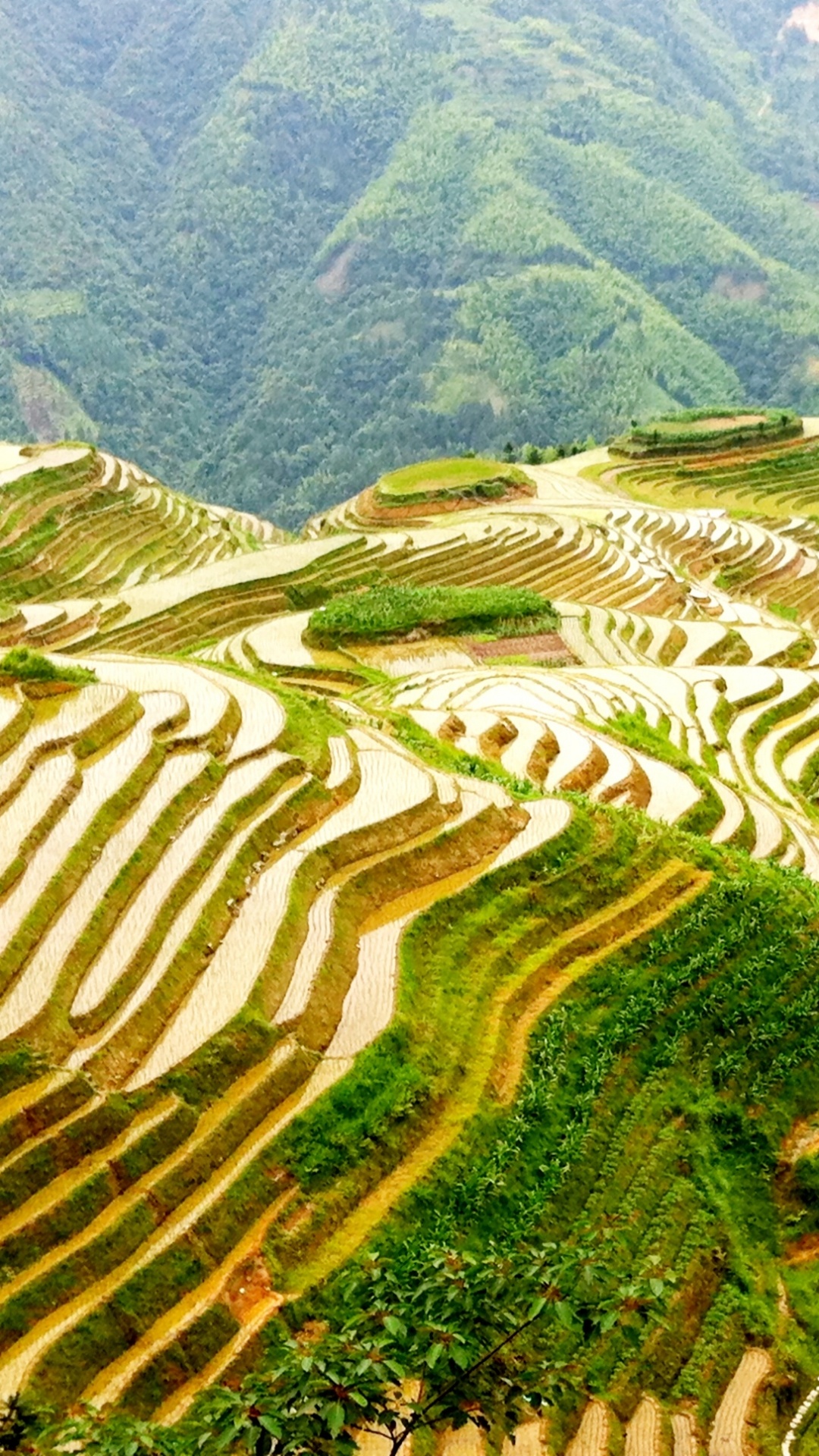 Green and White Plant Field During Daytime. Wallpaper in 1080x1920 Resolution