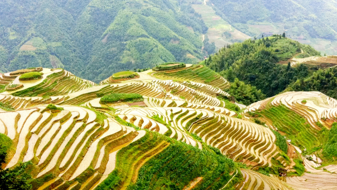 Green and White Plant Field During Daytime. Wallpaper in 1366x768 Resolution