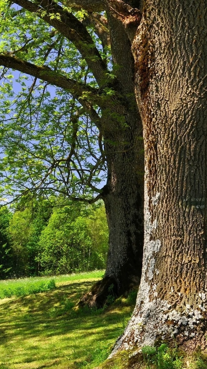 Campo de Hierba Verde Con Árboles y Montañas en la Distancia. Wallpaper in 720x1280 Resolution