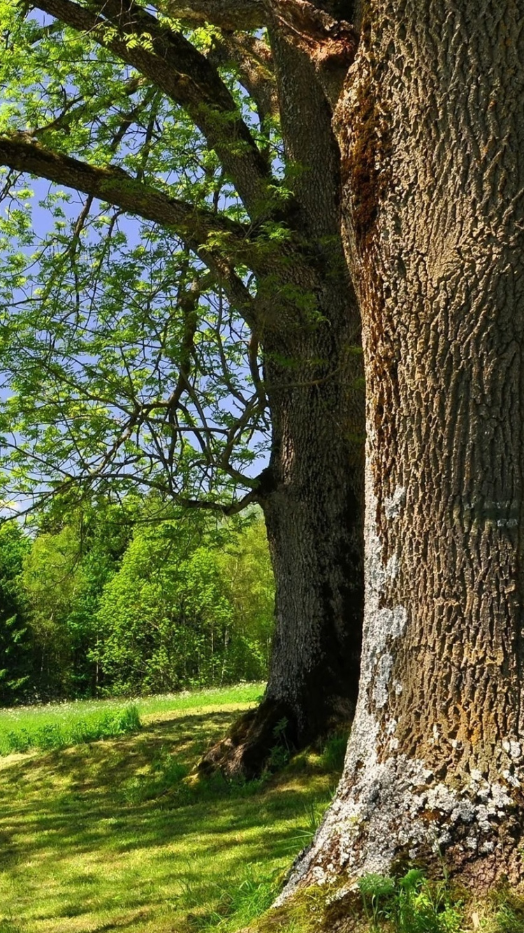 性质, 草, 阳光, 自然保护区, 天空 壁纸 750x1334 允许