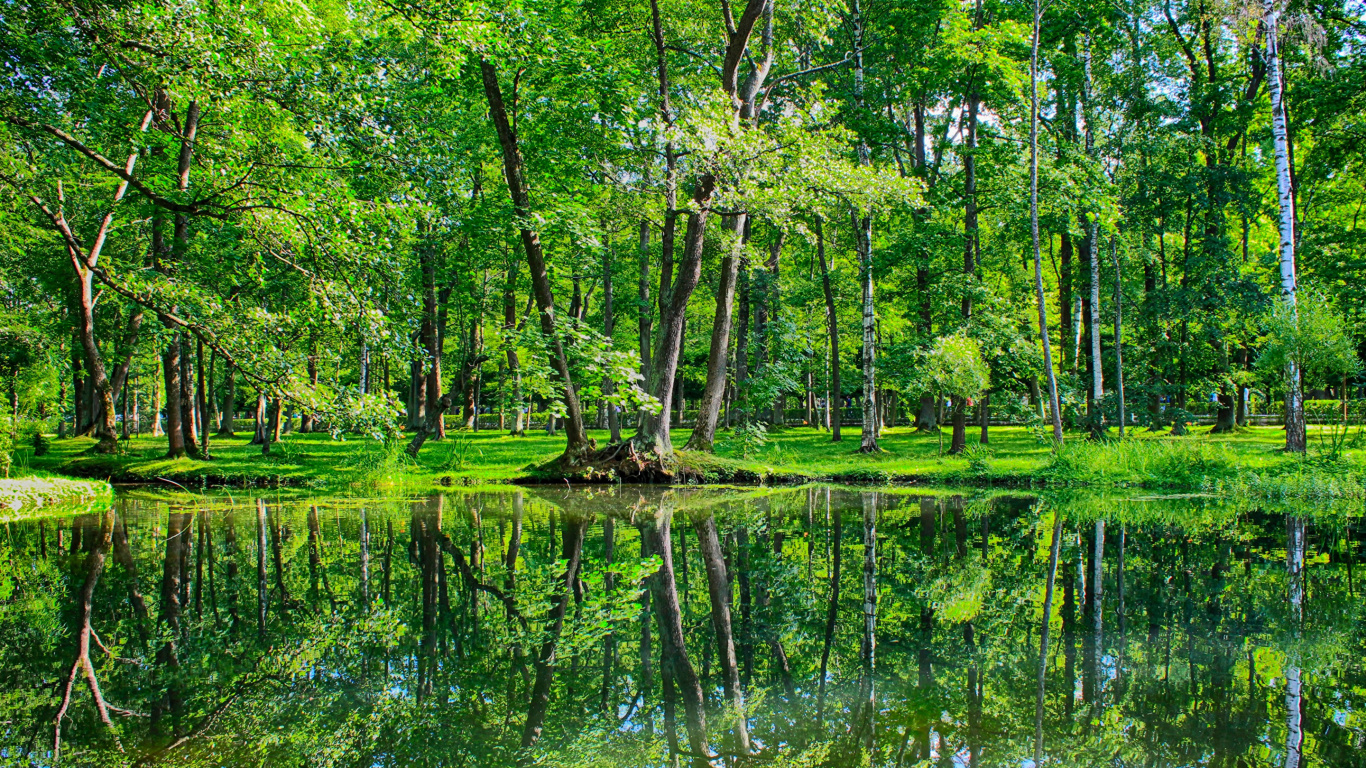 Green Trees on Green Grass Field Near Body of Water During Daytime. Wallpaper in 1366x768 Resolution