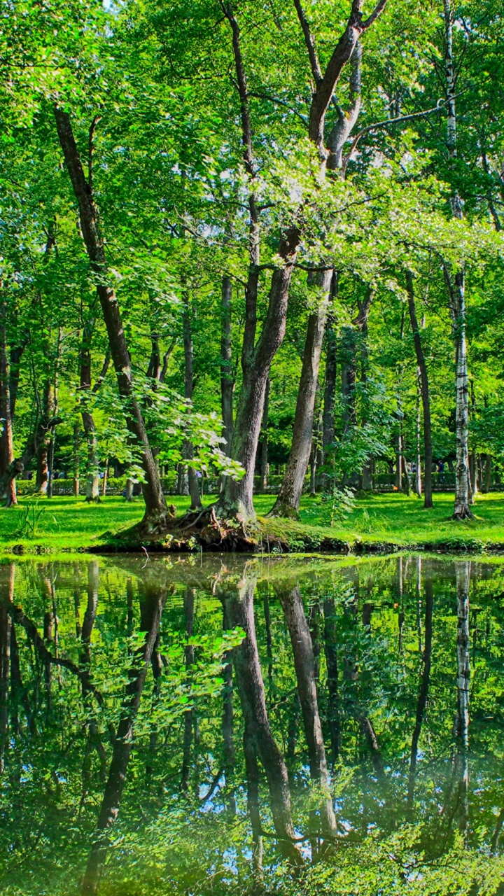 Green Trees on Green Grass Field Near Body of Water During Daytime. Wallpaper in 720x1280 Resolution