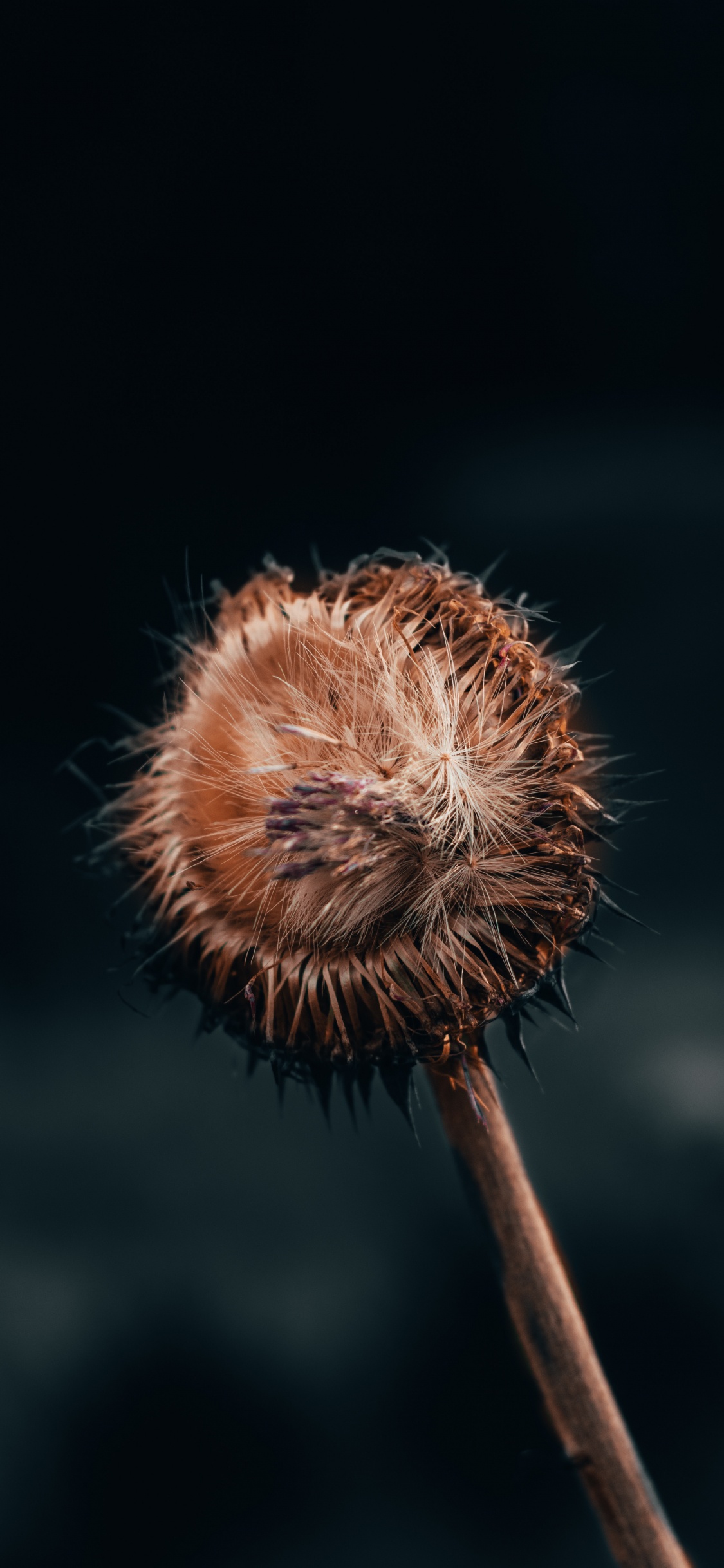 Löwenzahn, Pflanzen-Stammzellen, Wildflower, Video, Insekt. Wallpaper in 1125x2436 Resolution