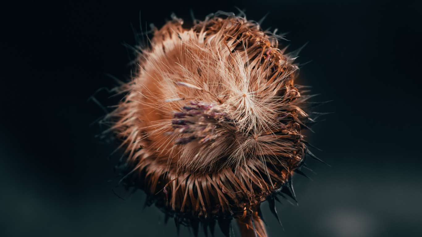 Löwenzahn, Pflanzen-Stammzellen, Wildflower, Video, Insekt. Wallpaper in 1366x768 Resolution