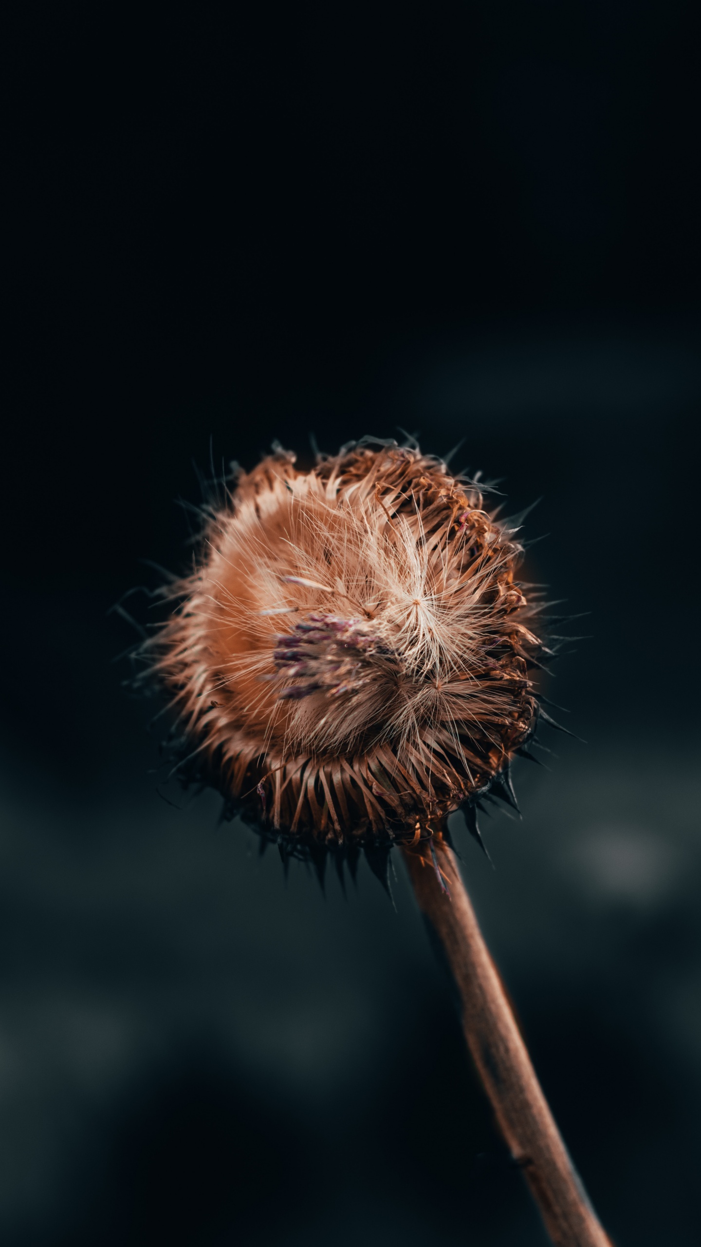 Löwenzahn, Pflanzen-Stammzellen, Wildflower, Video, Insekt. Wallpaper in 1440x2560 Resolution