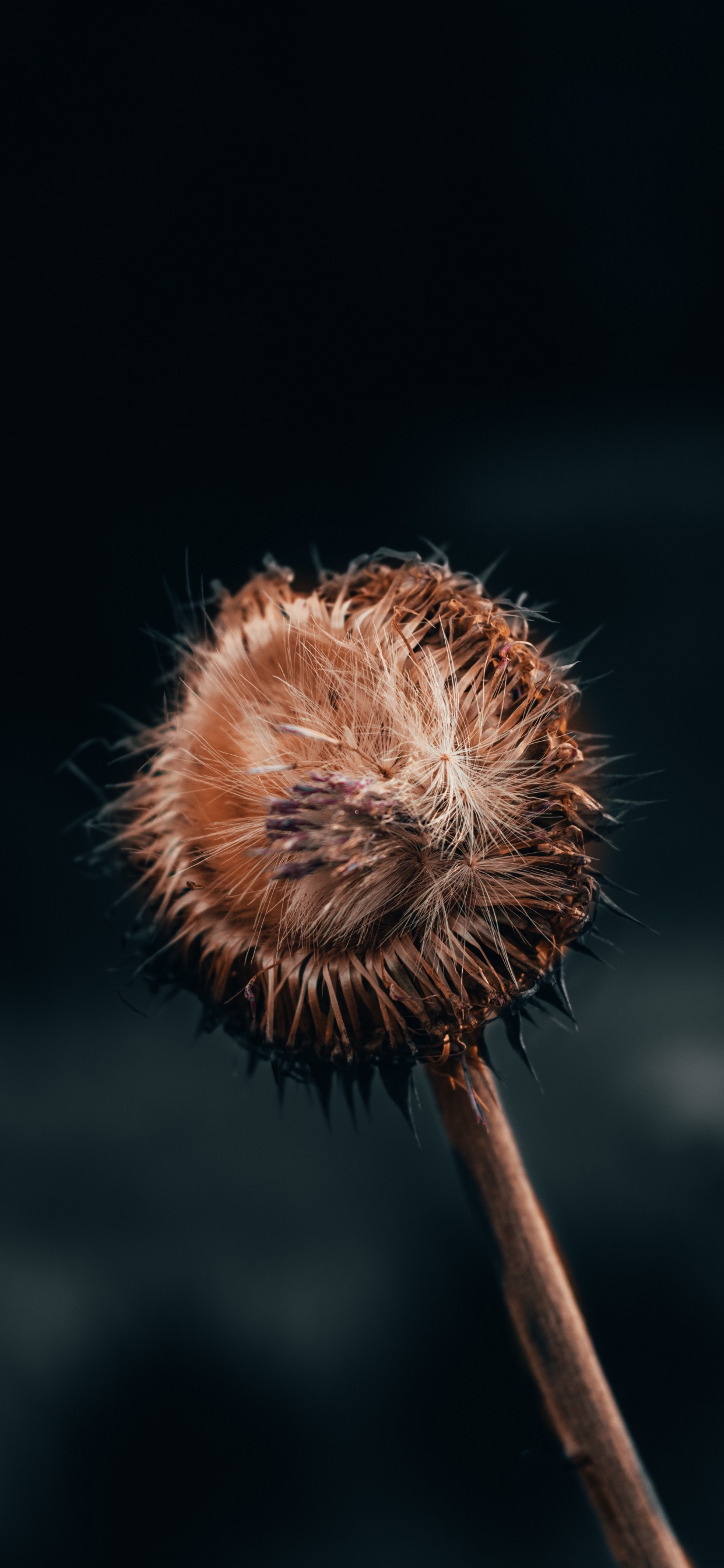 Flower, Plant, Dandelion, Plant Stem, Wildflower. Wallpaper in 1242x2688 Resolution