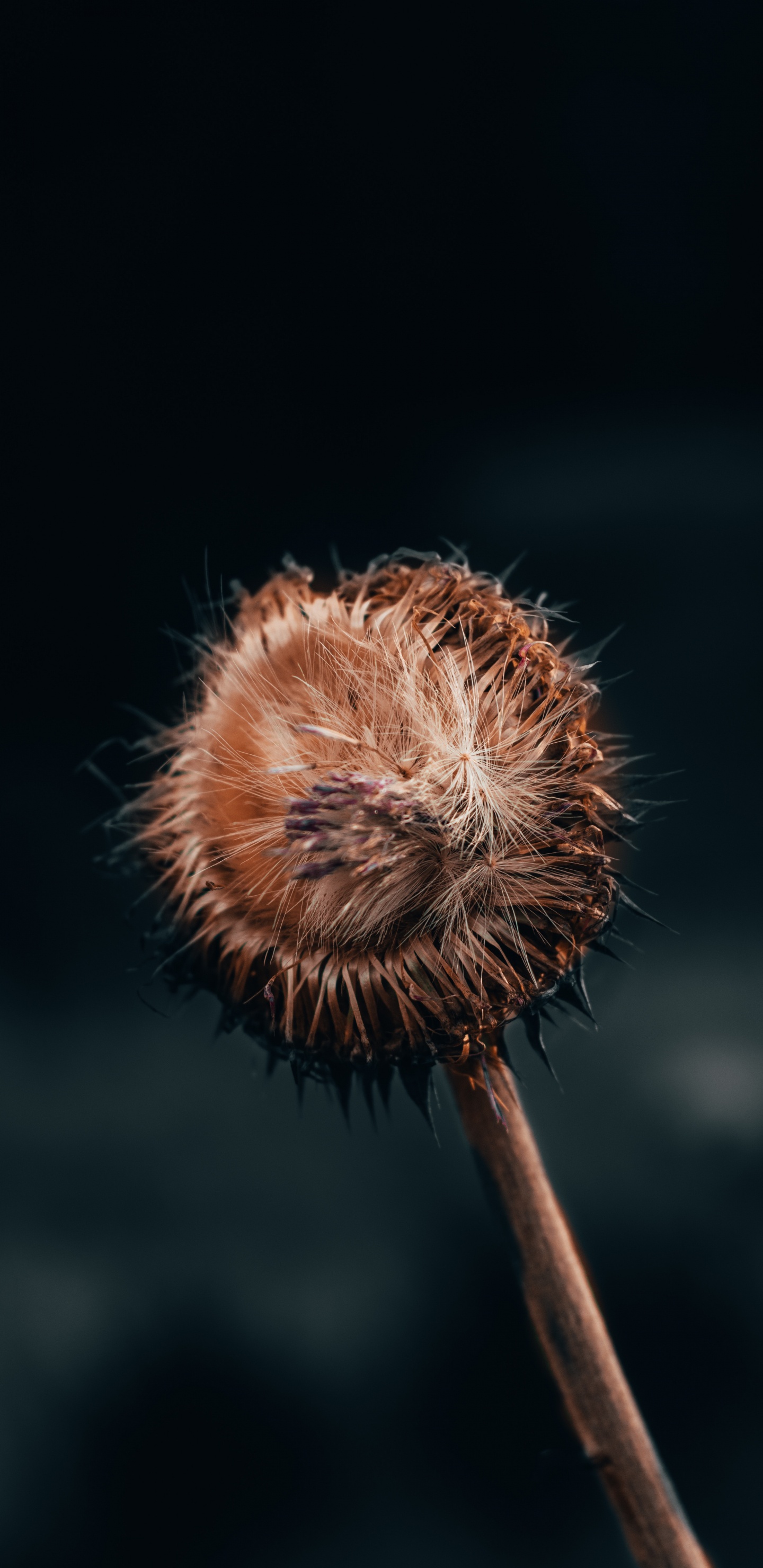 Flower, Plant, Dandelion, Plant Stem, Wildflower. Wallpaper in 1440x2960 Resolution