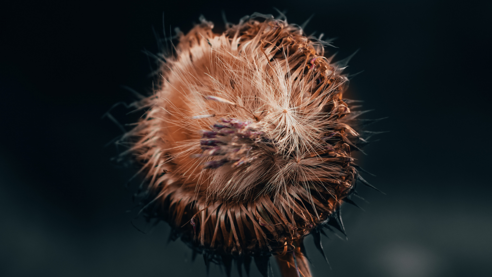 Flower, Plant, Dandelion, Plant Stem, Wildflower. Wallpaper in 1920x1080 Resolution