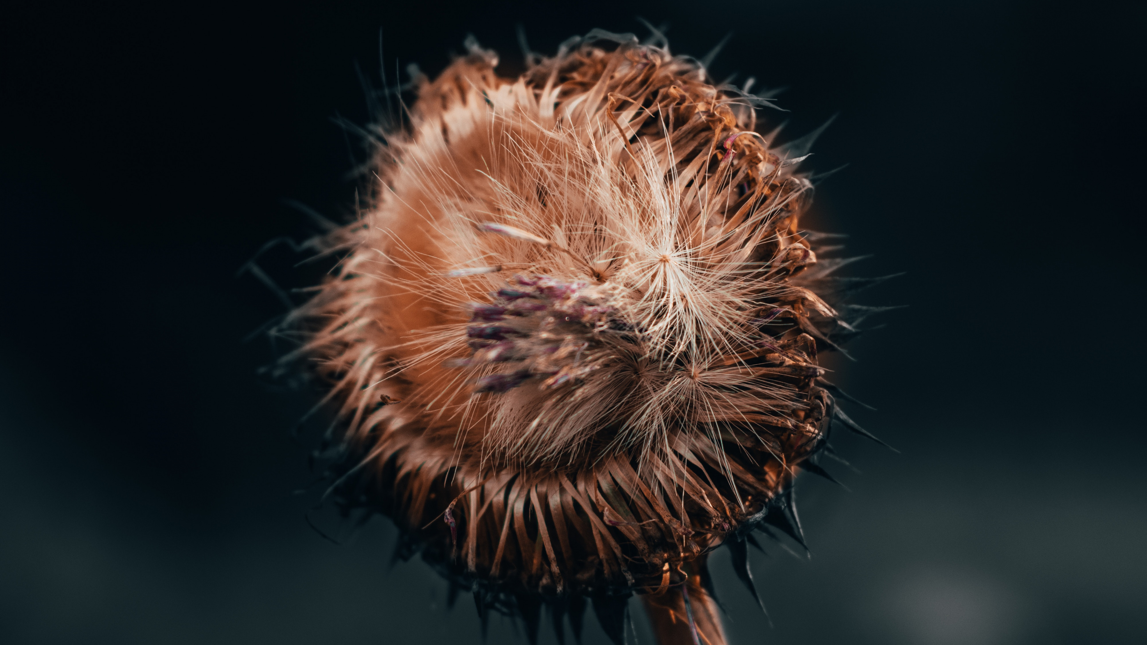 Flower, Plant, Dandelion, Plant Stem, Wildflower. Wallpaper in 3840x2160 Resolution