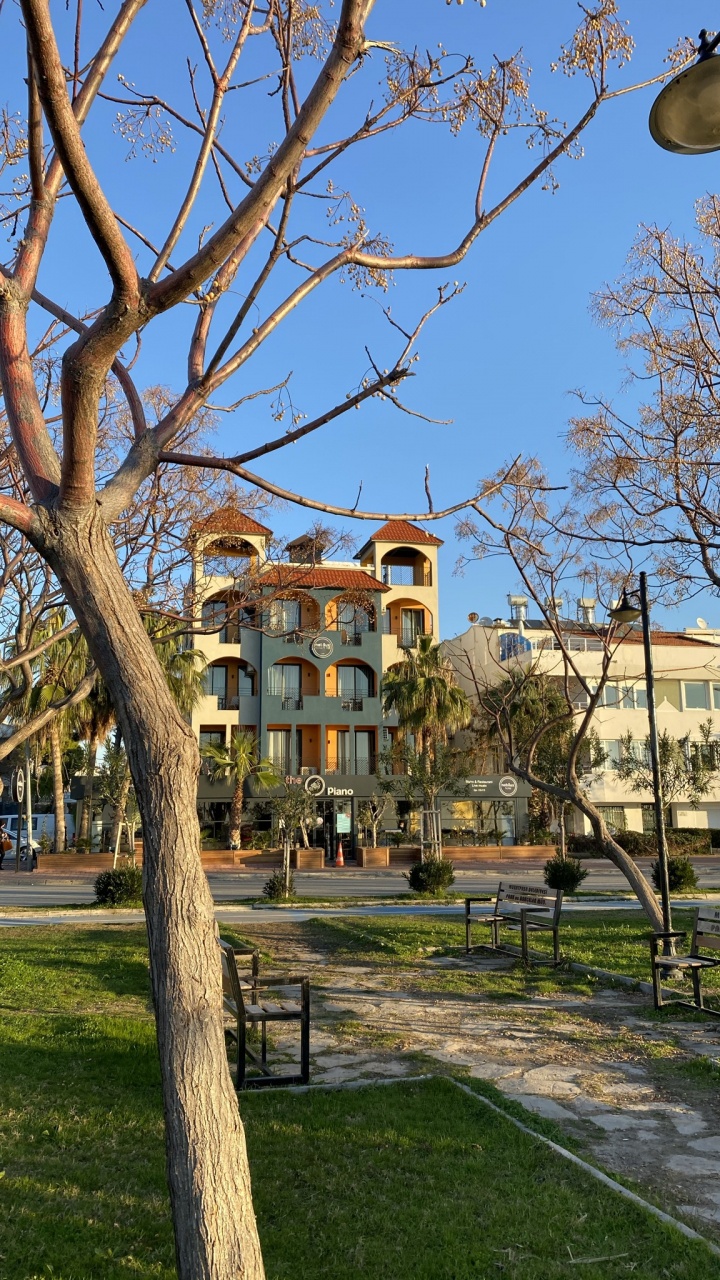 Tree, Plant, Building, Daytime, Property. Wallpaper in 720x1280 Resolution