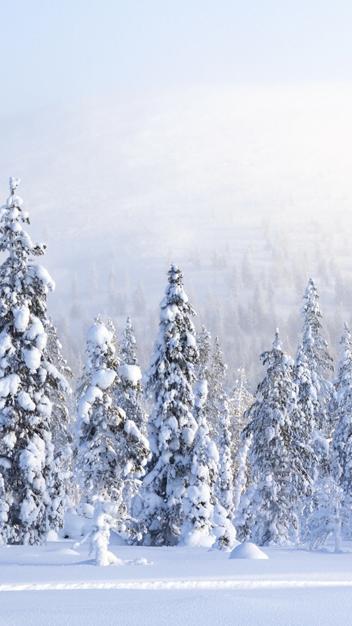 Pins Couverts de Neige. Wallpaper in 720x1280 Resolution