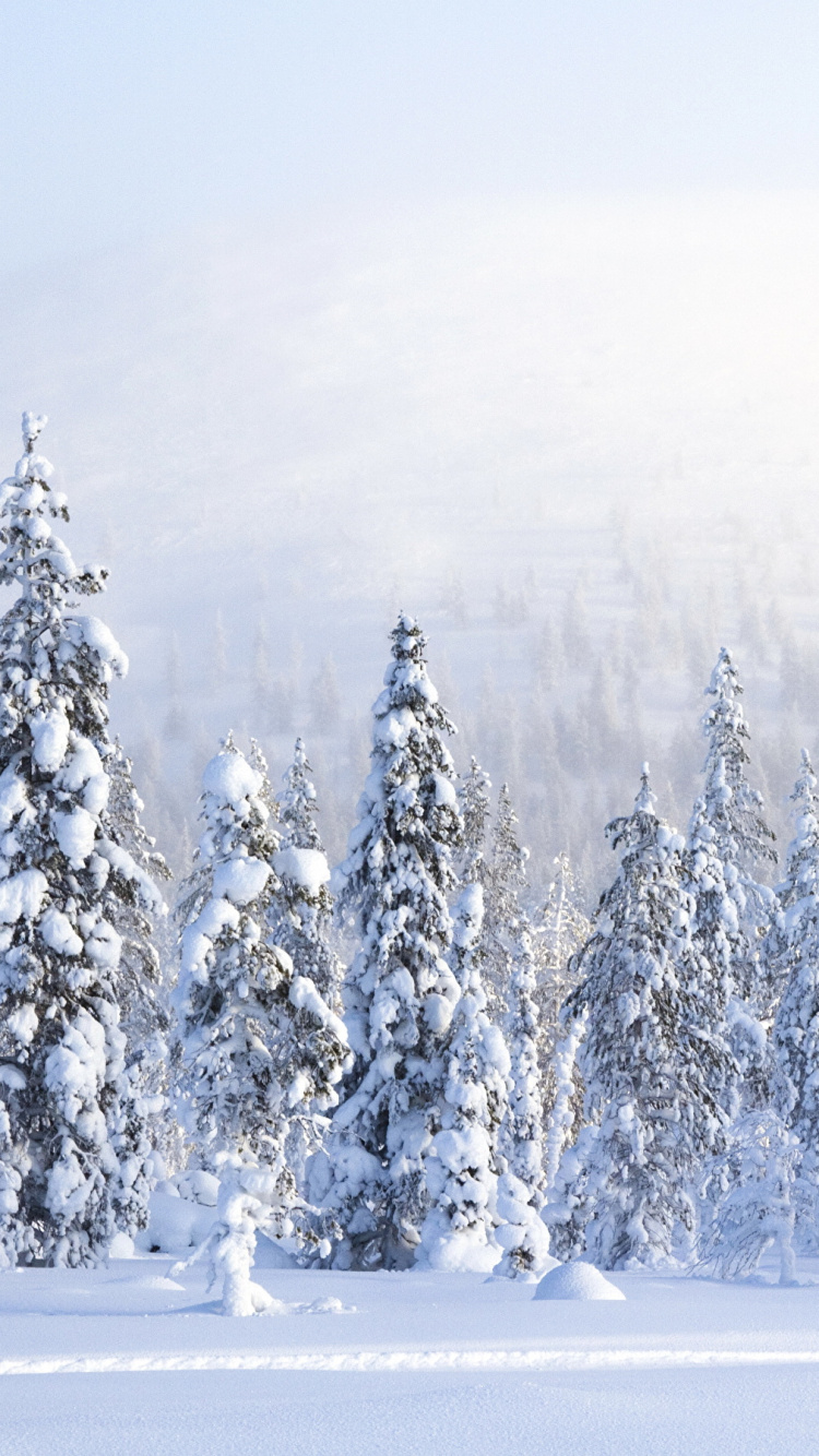 Pins Couverts de Neige. Wallpaper in 750x1334 Resolution