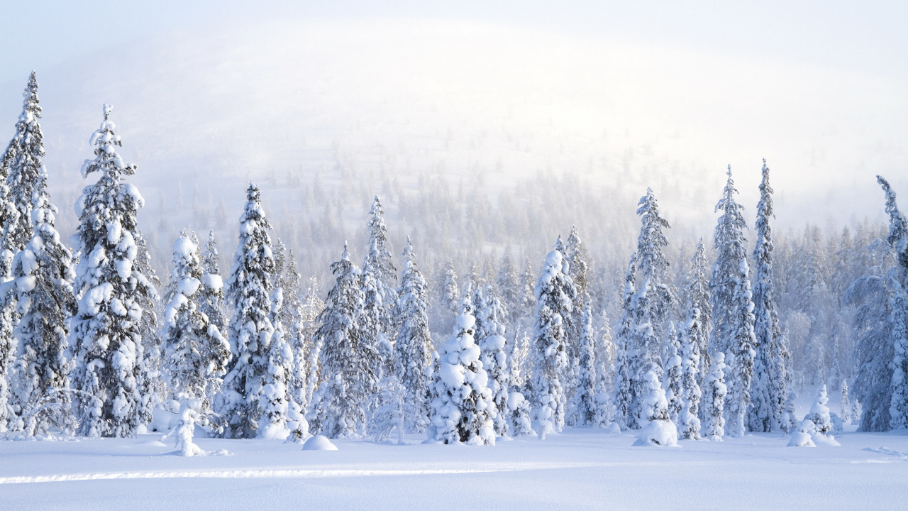 Pine Trees Covered With Snow. Wallpaper in 1280x720 Resolution