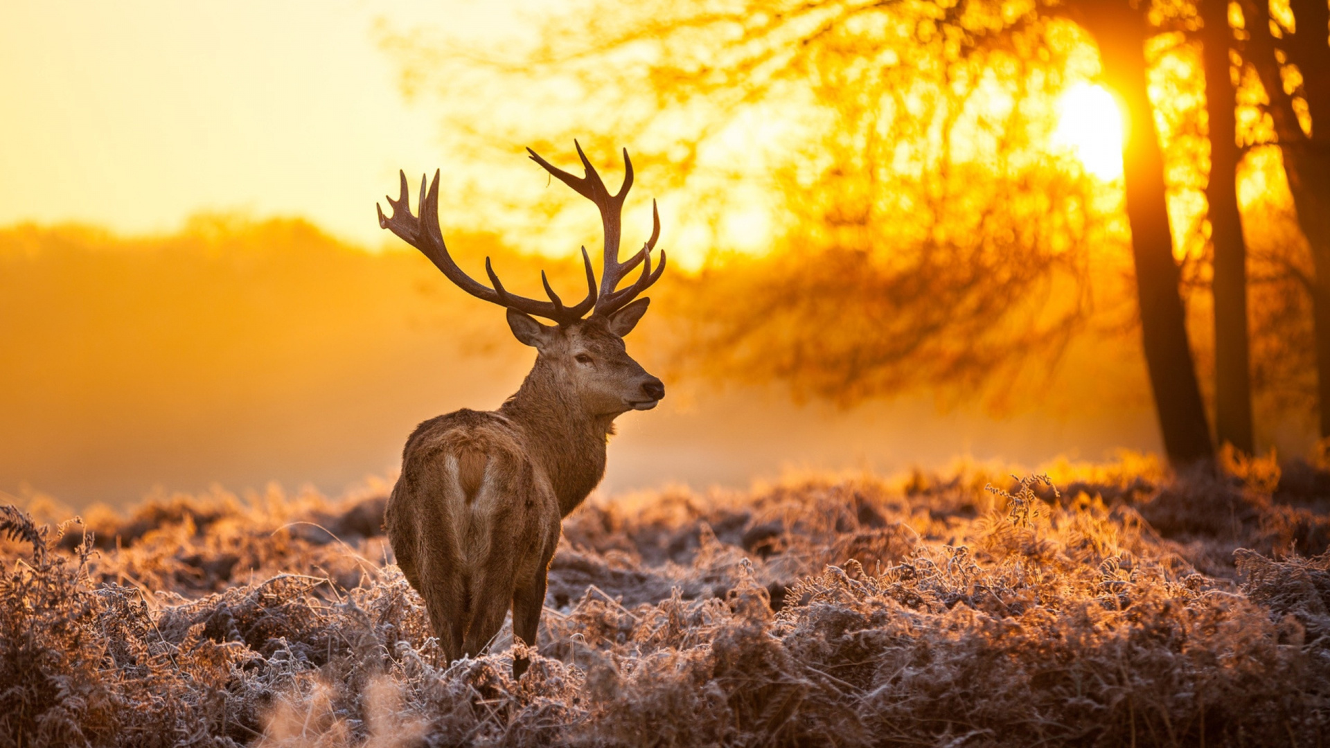 Cerf Brun Sur L'herbe Brune Pendant le Coucher du Soleil. Wallpaper in 1920x1080 Resolution