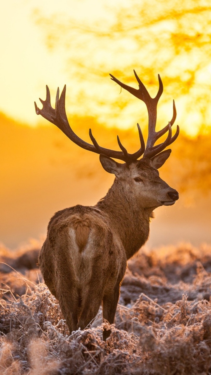 Brown Deer on Brown Grass During Sunset. Wallpaper in 720x1280 Resolution