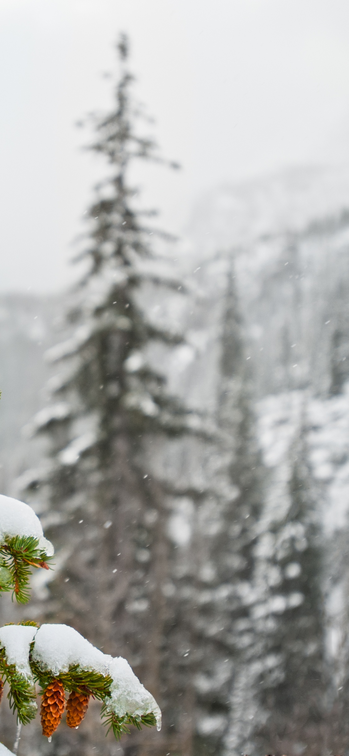 Green and Red Plant Covered With Snow. Wallpaper in 1125x2436 Resolution