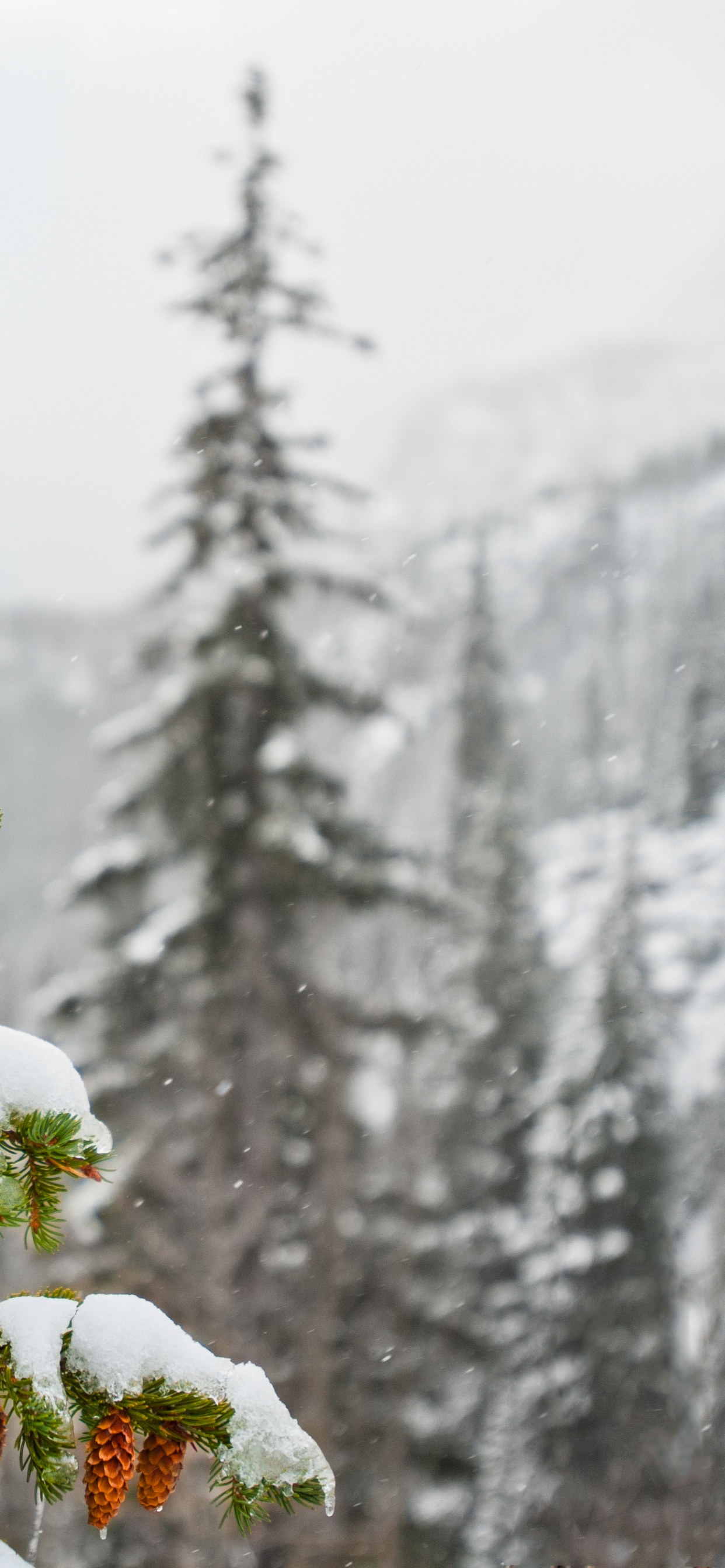 Green and Red Plant Covered With Snow. Wallpaper in 1242x2688 Resolution
