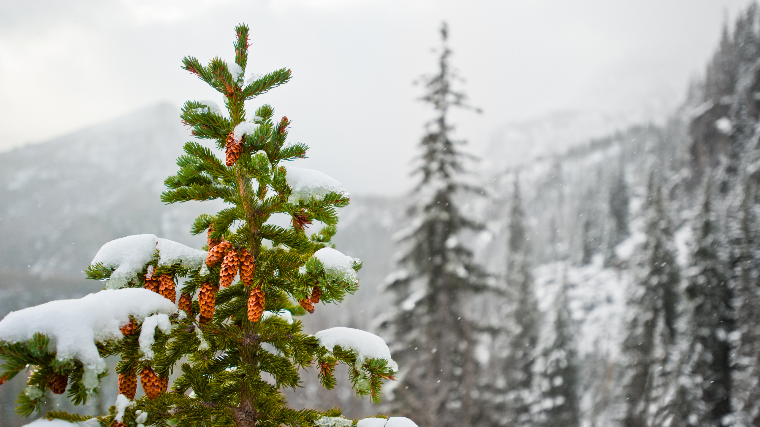 Green and Red Plant Covered With Snow. Wallpaper in 2560x1440 Resolution