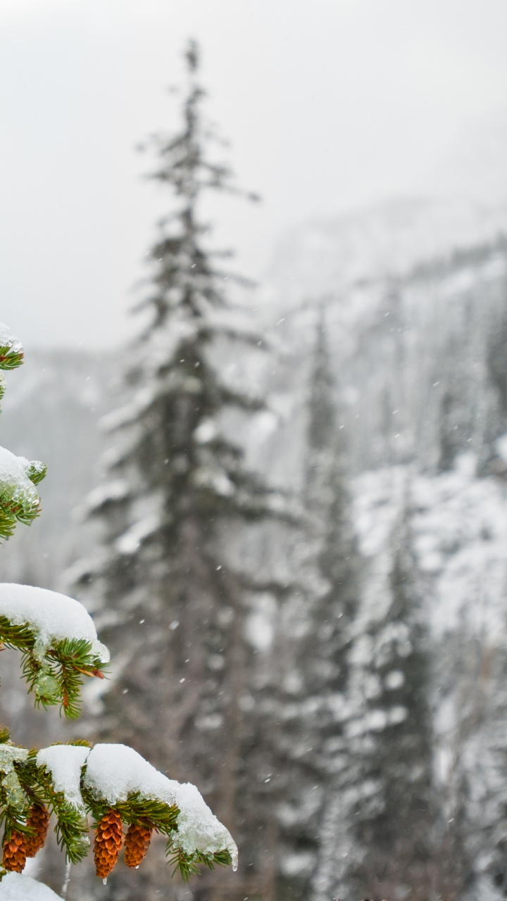 Green and Red Plant Covered With Snow. Wallpaper in 720x1280 Resolution