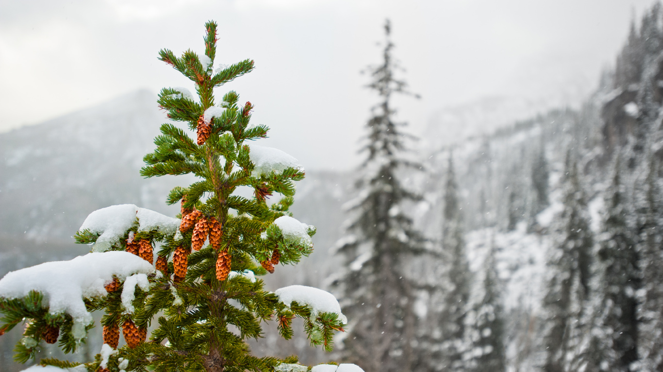 Plante Verte et Rouge Recouverte de Neige. Wallpaper in 1366x768 Resolution