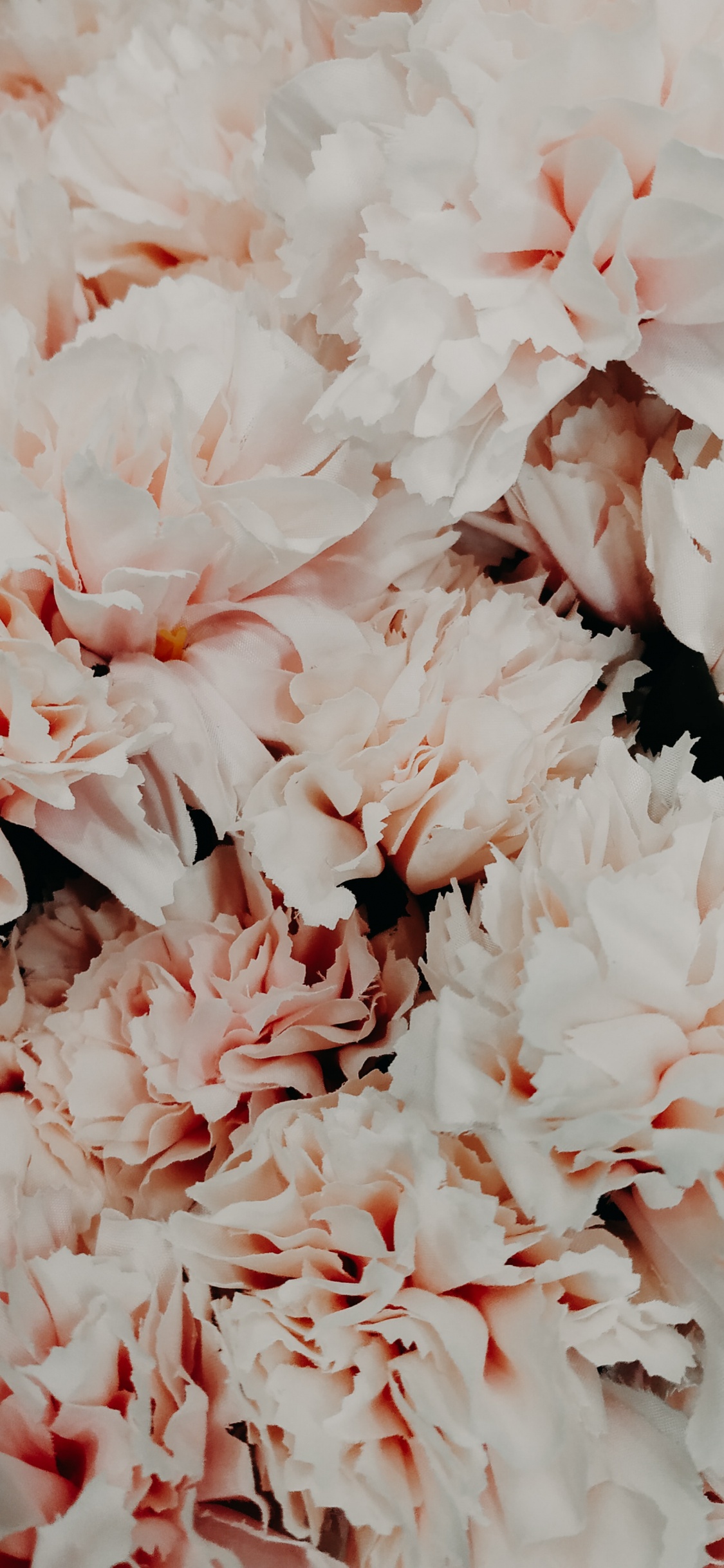 Weiße Blumen in Makrolinse. Wallpaper in 1125x2436 Resolution