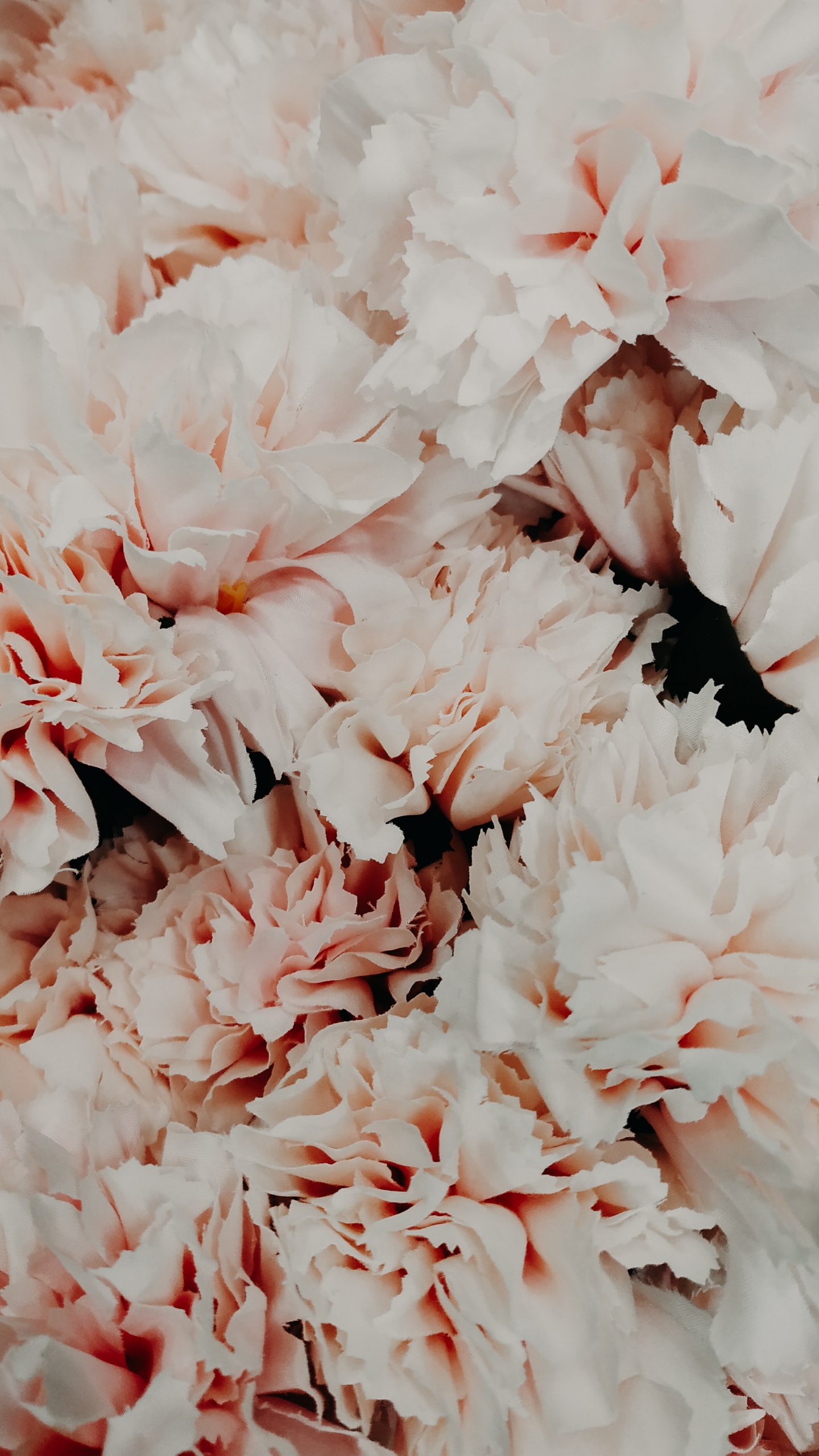 Weiße Blumen in Makrolinse. Wallpaper in 1440x2560 Resolution