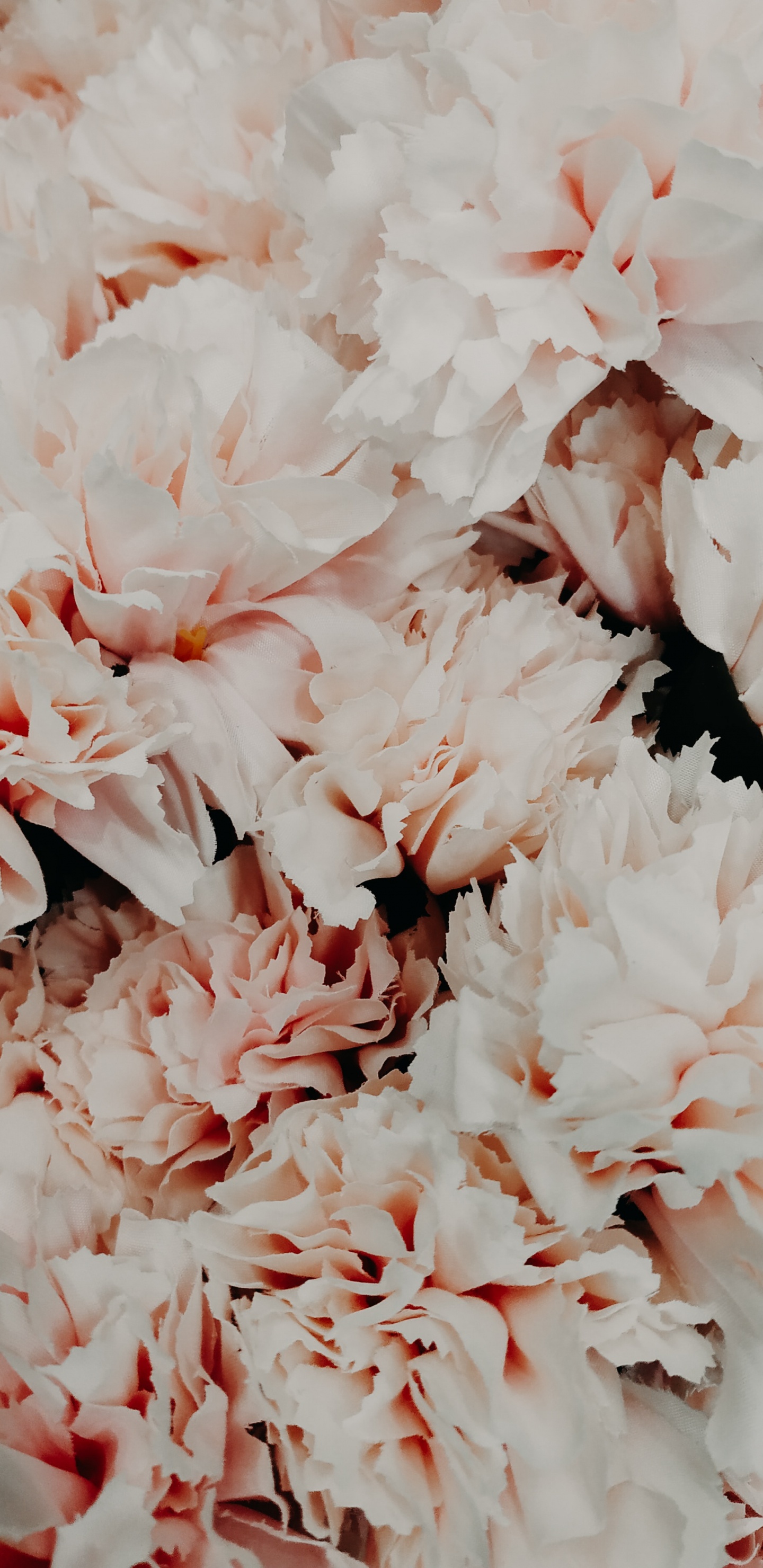 Weiße Blumen in Makrolinse. Wallpaper in 1440x2960 Resolution