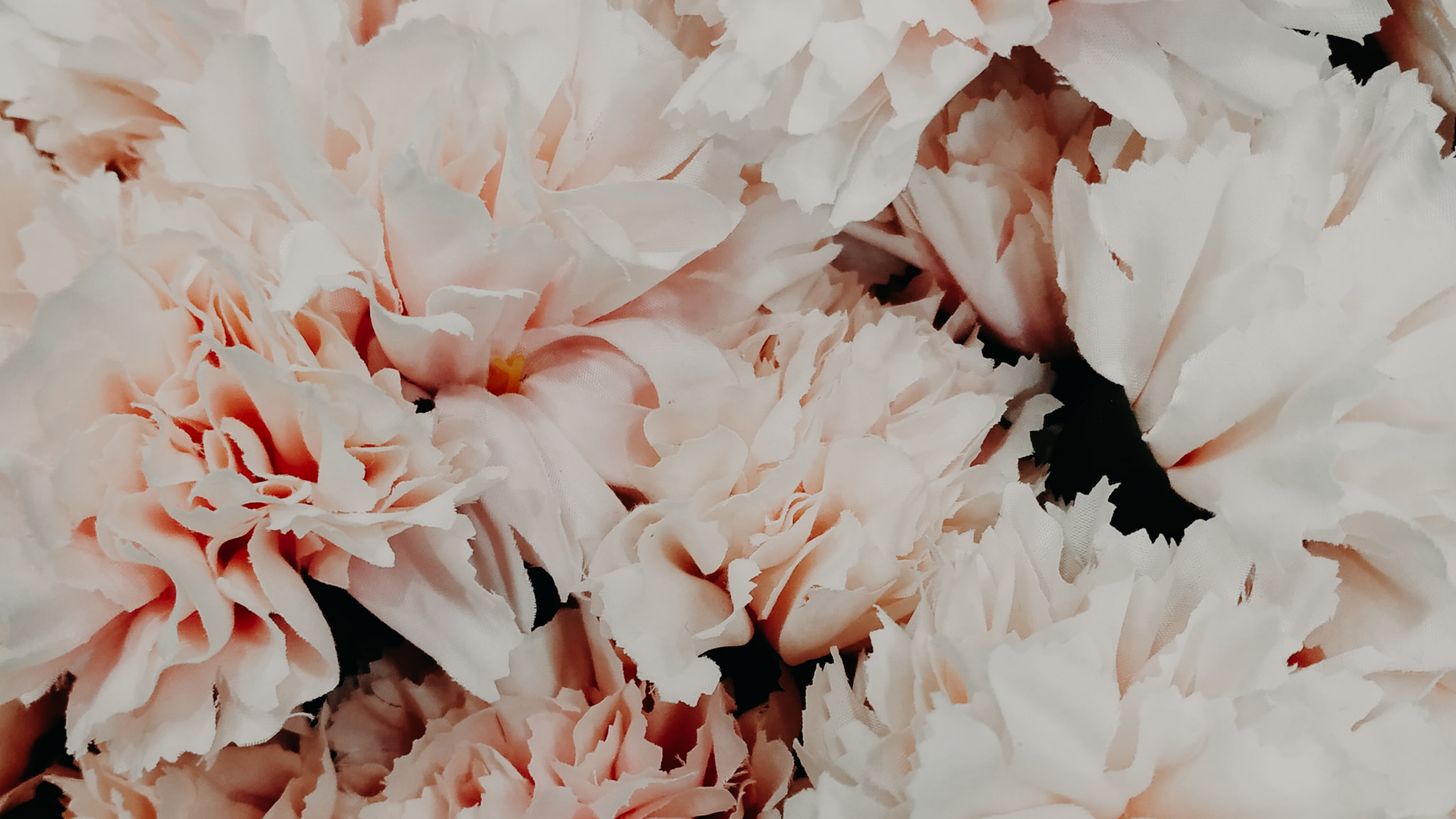 Weiße Blumen in Makrolinse. Wallpaper in 2560x1440 Resolution