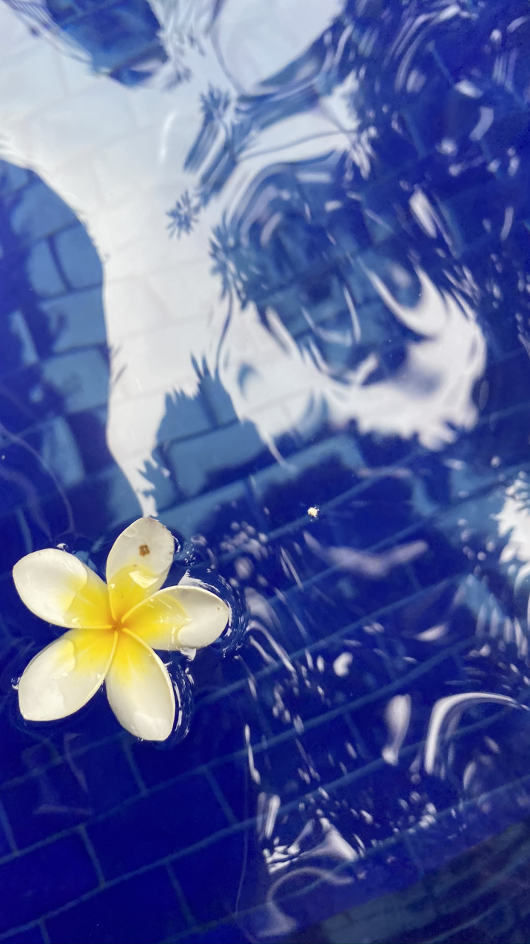 Flower, Liquid, Fluid, Petal, Frangipani. Wallpaper in 750x1334 Resolution