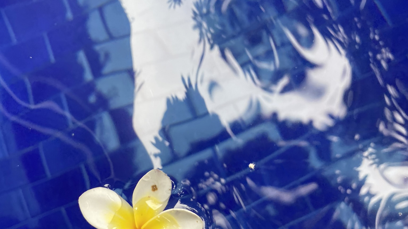 Flüssigkeit, Blütenblatt, Frangipani, Blühende Pflanze, Krautige Pflanze. Wallpaper in 1366x768 Resolution