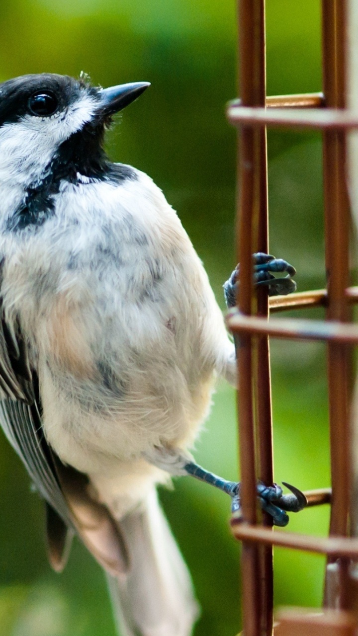 Oiseau Blanc et Noir Sur Une Branche D'arbre. Wallpaper in 720x1280 Resolution