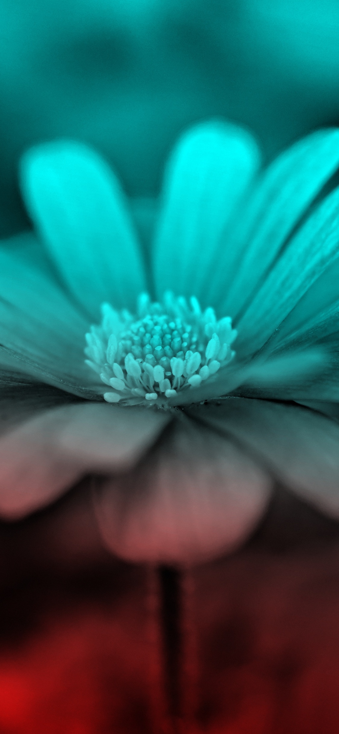 Purple Flower in Tilt Shift Lens. Wallpaper in 1125x2436 Resolution