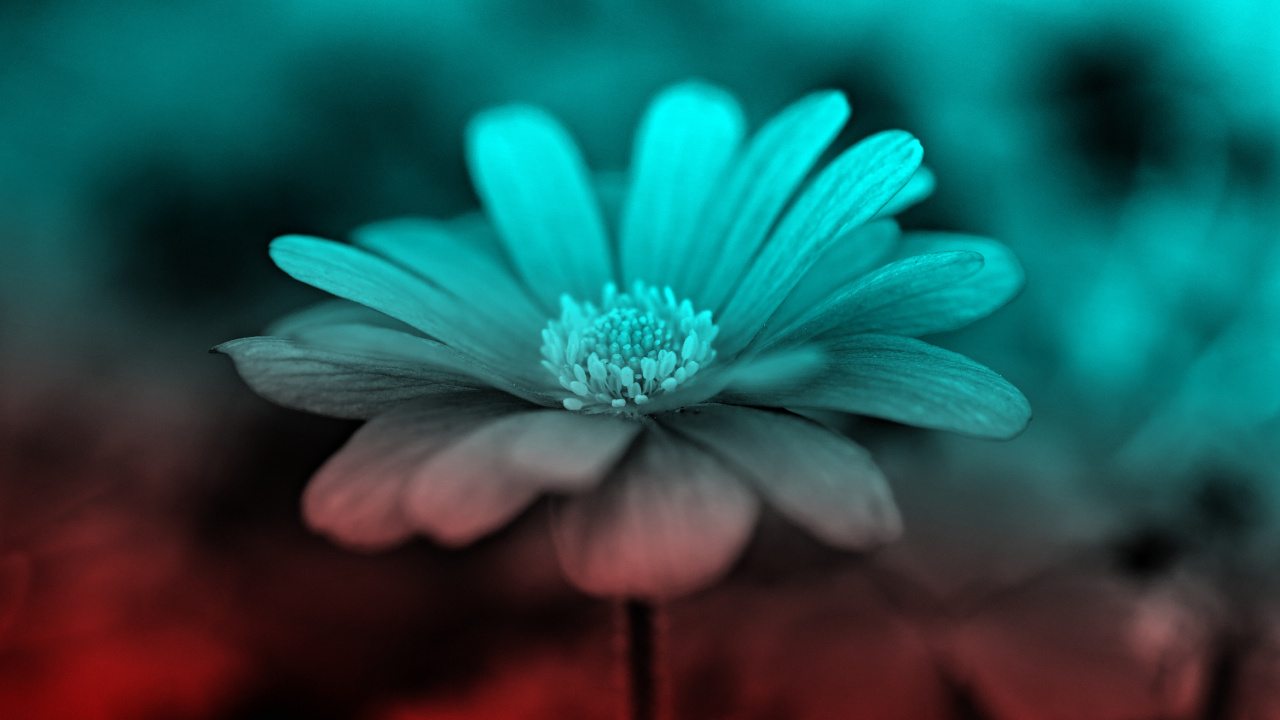 Purple Flower in Tilt Shift Lens. Wallpaper in 1280x720 Resolution