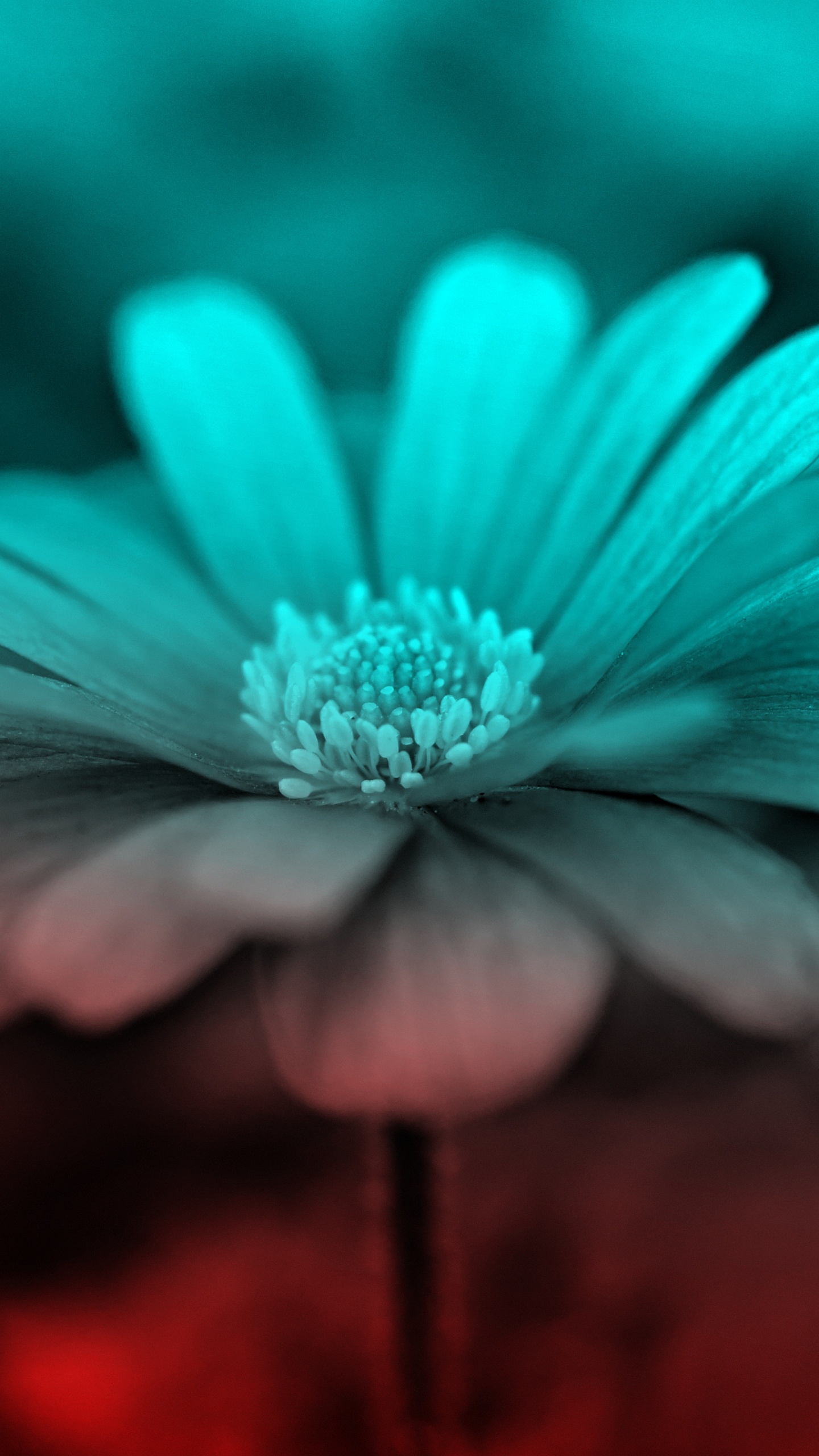 Purple Flower in Tilt Shift Lens. Wallpaper in 1440x2560 Resolution