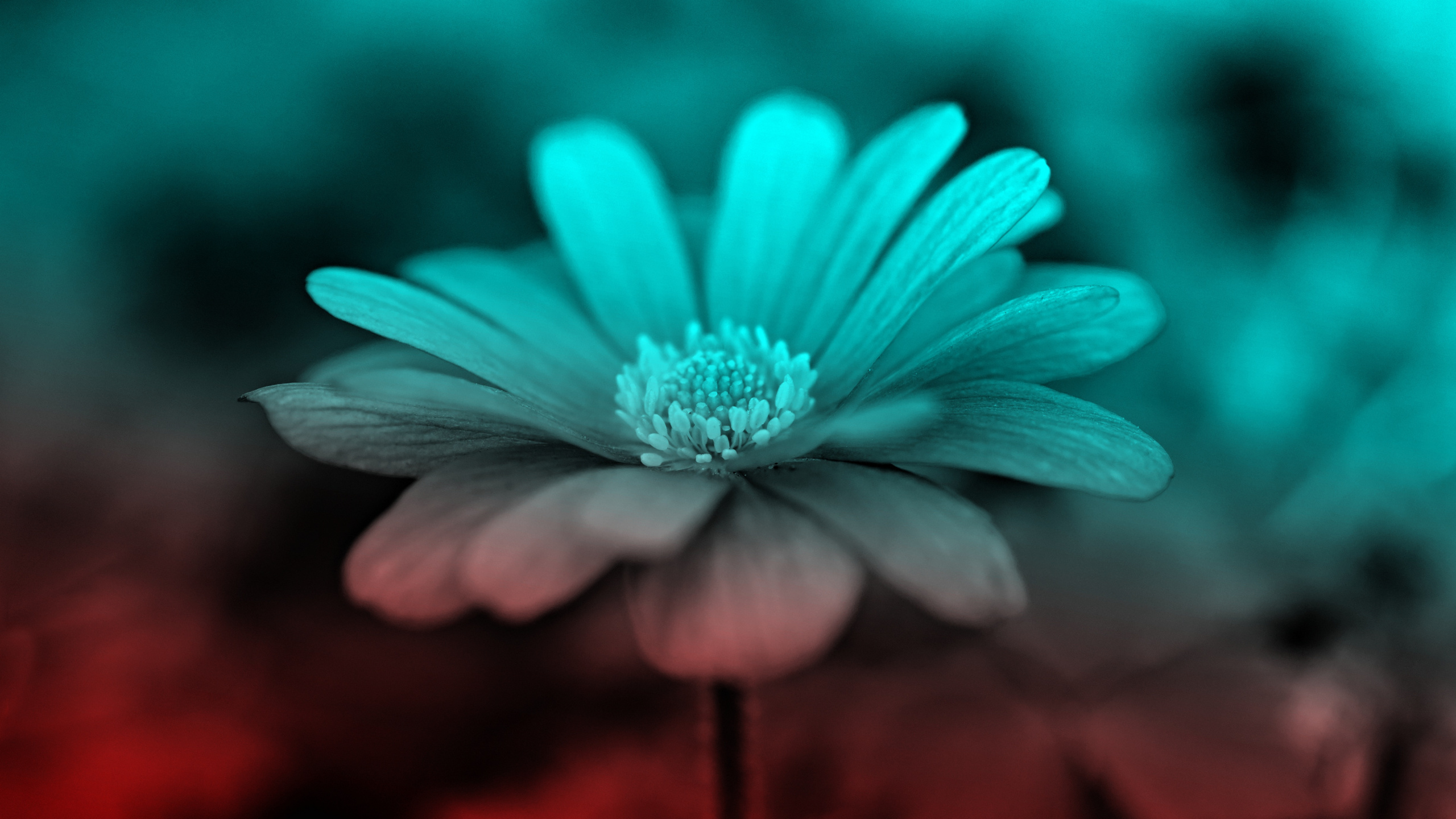 Purple Flower in Tilt Shift Lens. Wallpaper in 2560x1440 Resolution