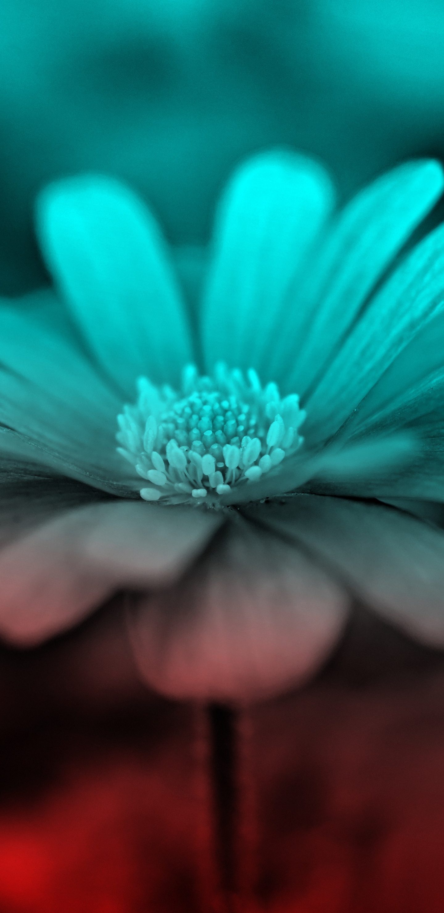 Lila Blume in Tilt-Shift-Linse. Wallpaper in 1440x2960 Resolution