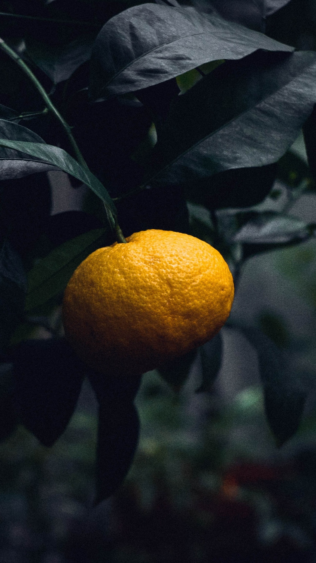 Cítricos, Naranja, Naranja Amarga, Amarillo, Sucursal. Wallpaper in 1080x1920 Resolution