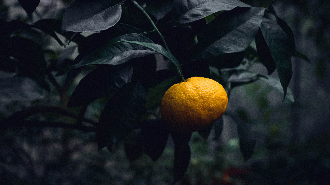 Agrume, le Mandarin Orange, Fruits, Orange, Feuille. Wallpaper in 1366x768 Resolution