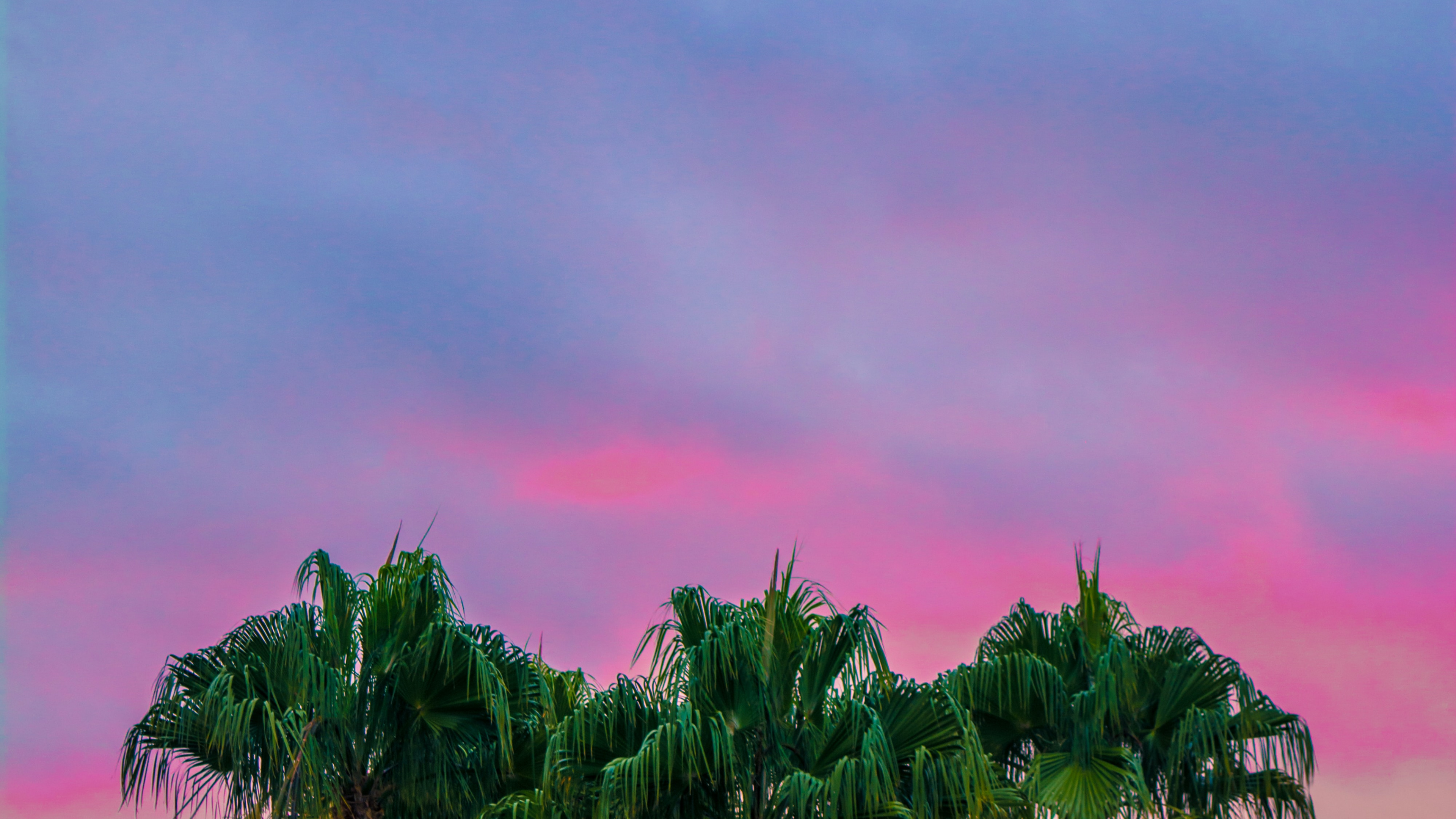 Bunte Palmen, Palme, Farbwert, Baum, Cloud. Wallpaper in 3840x2160 Resolution