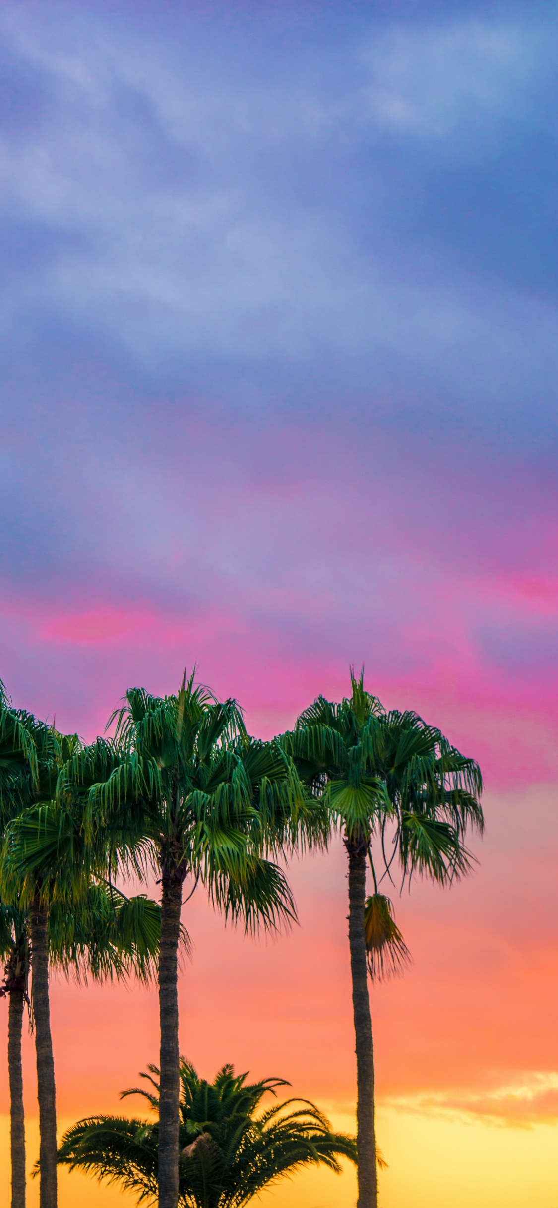 Palmeras de Colores, Palmera, Color, Paisaje Natural, la Vegetación. Wallpaper in 1125x2436 Resolution