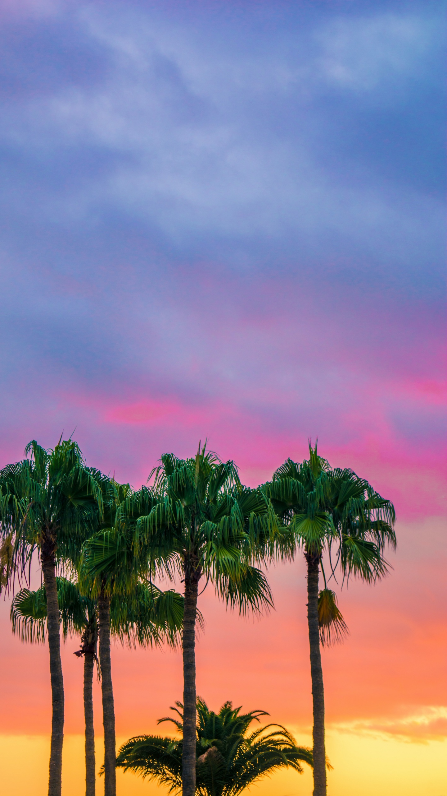 Palmeras de Colores, Palmera, Color, Paisaje Natural, la Vegetación. Wallpaper in 1440x2560 Resolution