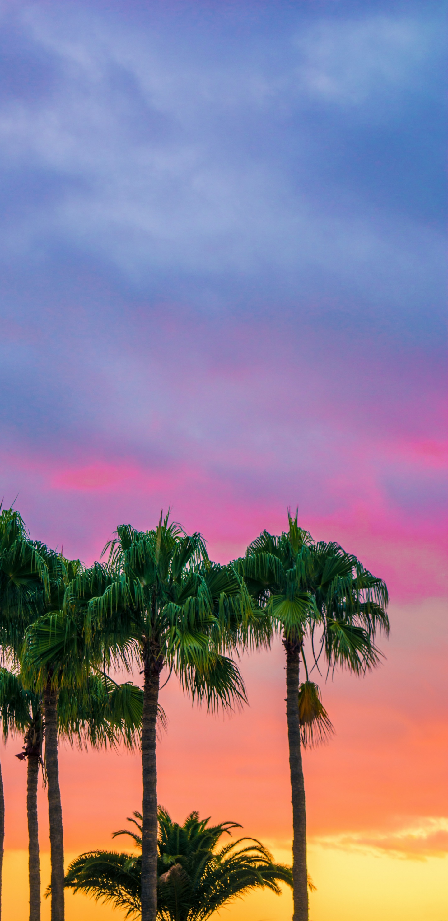 Palmeras de Colores, Palmera, Color, Paisaje Natural, la Vegetación. Wallpaper in 1440x2960 Resolution