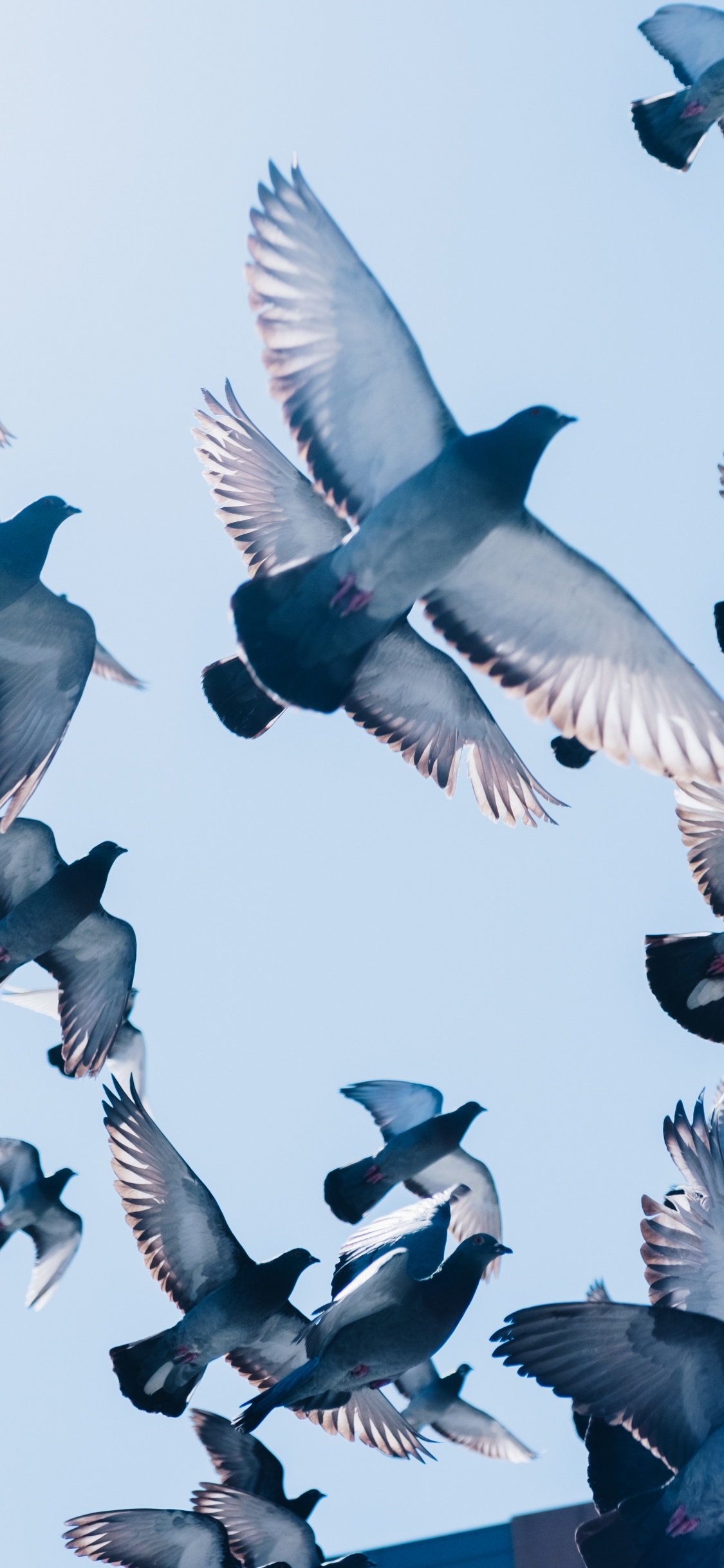 Flock of Birds Flying Under Blue Sky During Daytime. Wallpaper in 1125x2436 Resolution