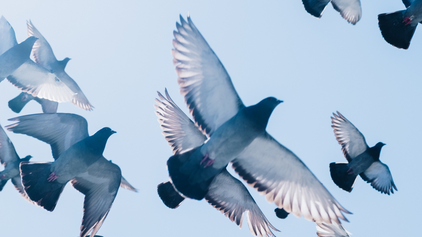 Flock of Birds Flying Under Blue Sky During Daytime. Wallpaper in 1366x768 Resolution