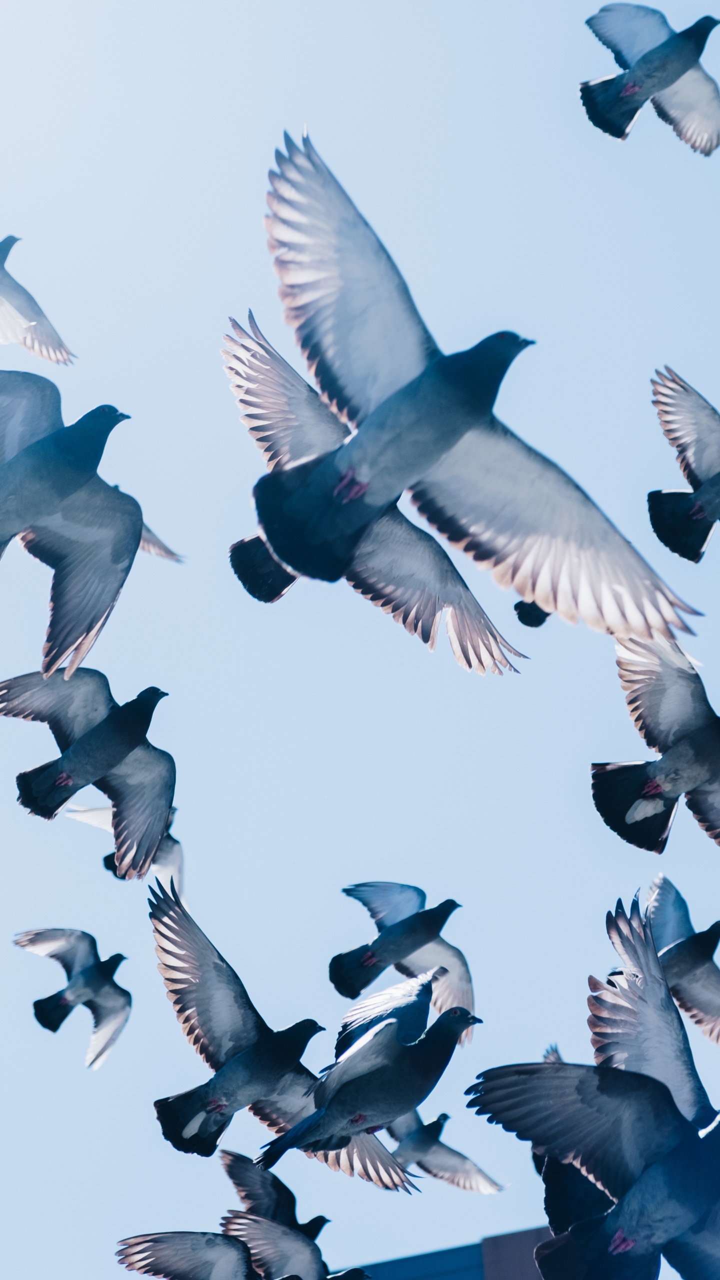 Flock of Birds Flying Under Blue Sky During Daytime. Wallpaper in 1440x2560 Resolution